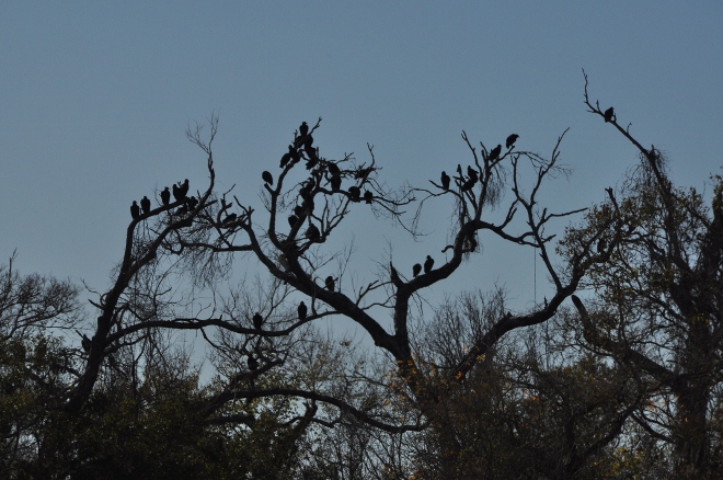 black vultures in trees